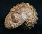 Bumpy, Enrolled Barrandeops (Phacops) Trilobite - Great Color #10597-4